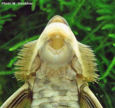 Sturisoma panamense